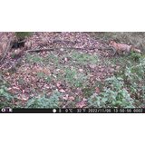 OXE Lovačka kamera Gepard II i klasični dvogled FOMEI 7-21x40 ZCF Zoom + 32GB SD kartica i 4 baterije! | shoptok.hr