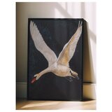 Wallxpert uramljena slika 115246, beli labud u letu na tamnoj pozadini, 50 x 70 cm, crni ram | Eponuda.com