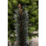 G-Trees Gusta novogodišnja jelka Bor sa belim vrhovima 220 cm | ePonuda.com