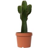Plant in a Box mleček - euphorbia ingens - višina 85-95cm - ⌀24cm, (21757935) Cene