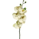 Dekordom cvet ORCHID 58cm 13015-0 - White - NNT cene