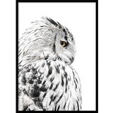Styler Plakat v okvirju 50x70 cm Owl - Styler Cene