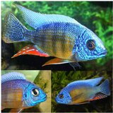 Akvarijum Centar taiwan reef | ePonuda.com