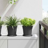  Kružni Pladanj za Cvijeće 6 pcs Crna Ø 15,5 x 2 cm Plastika Cijene