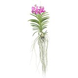 Plant in a Box orhideja vanda - vanda 'pink' - višina 45-55cm, (21757852) Cene