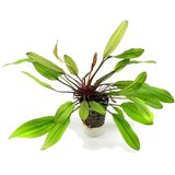 Rainforest Echinodorus janii | ePonuda.com