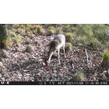 OXE Lovska kamera Gepard II + 32GB kartica SD in 4 baterije BREZPLAČNO! | Shoptok.si