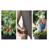 Keter Saksija sa nogarima Easy Grow 120L 114x49,3x75,7cm CU 230297 | ePonuda.com