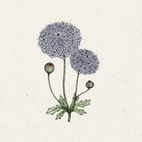  Modra krebuljica "Lace Mixture" | Shoptok.si