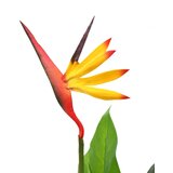  Umjetna biljka rajska ptica Strelitzia reginae 66 cm | Eponuda.ba