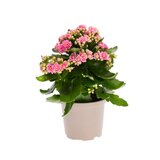 TGC kalanchoe mix 10/20 TGC | ePonuda.com