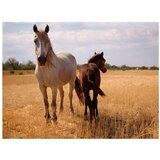  Tapeta - Horse and foal 200x154 | shoptok.hr