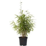 Plant in a Box bambus - 2 kos - fargesia nitida 'red dragon' - višina 60-80cm - ⌀17cm, (21757624) | Shoptok.si