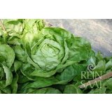 ReinSaat Glavnata solata "Summertime" | Shoptok.si