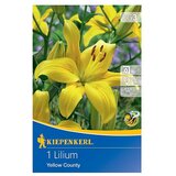 KIEPENKERL Lukovice ljetnog cvijeća Ljiljan Yellow County (Lilium x Hybrida, 1 Kom., Žuta) | shoptok.hr