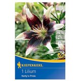 KIEPENKERL Lukovice ljetnog cvijeća Ljiljan Netty´s Pride (Lilium x Hybrida, 1 Kom., Ljubičasto-bijelo) | shoptok.hr