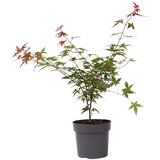 Plant in a Box japonski javor - acer palmatum 'beni maiko' - višina 60-70cm - ⌀19cm, (21757608) | Shoptok.si