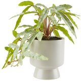  Artificial plant Olsen W9xL9xH20cm ( 4912298 ) Cene