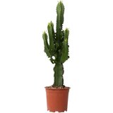 Plant in a Box kaktus kandelabra - 2 kos - euphorbia ingens - višina 50-60cm - ⌀17cm, (21758203) Cene