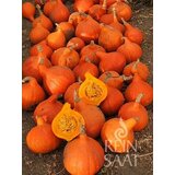 ReinSaat Buča "Hokkaido Orange" Cene