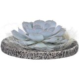Plant in a Box Eševerija 'Koala Bowl' - Echeveria lilacina - Višina 8cm, (21758240) cene