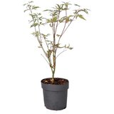 Plant in a Box japonski javor - acer palmatum 'butterfly' - višina 25-40cm - ø10,5cm, (21757593) Cene