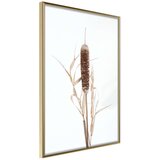  Poster - Typha 30x45 Cijene