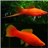 Akvarijum Centar Red swordtail Cene