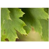  Tapeta - Leaves 250x193 | shoptok.hr