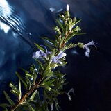 Davidoff cool Water Reborn toaletna voda 75 ml za muškarce | shoptok.hr