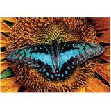 Puzzle 250 KOM COLORFUL NATURE 2 BUTTERFLY INTERDRUK | Shoptok.si