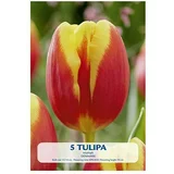  Cvjetne lukovice Tulipan Denmark (Crvena, Botanički opis: Tulipa)