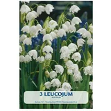 Cvjetne lukovice Leucojum aestivum (Bijela, Botanički opis: Leucojum)