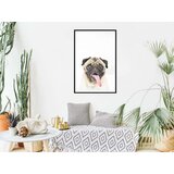  Poster - Funny Pug 40x60 | shoptok.hr