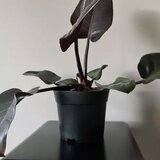 Gardlov plastične posude za sadnice 2 l, set od 500 kom. | shoptok.hr