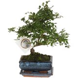 Plant in a Box Bonsai - Zelkova serrata - Višina 20-30cm - ⌀20cm, (21758128) u