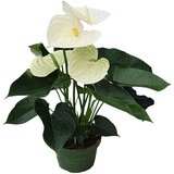 Plant in a Box Flamingovec - Anturij - Anthurium 'Alpine White' - Višina 40-55cm - ø14cm, (21758138) | Shoptok.si