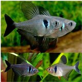 Akvarijum Centar black phantom tetra | ePonuda.com