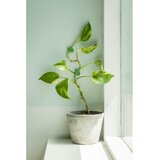 Esschert Design Opora za rastline 10 ks iz reciklirane plastike – | Shoptok.si