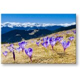  Slike na platnu cveće (moderne slike na platnu) | ePonuda.com