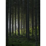 Venture Home poster Woods 30 × 40 cm, zeleni | shoptok.hr