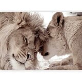 Artgeist Fototapeta Lion Tenderness, 300x210cm | Shoptok.si