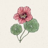  Velika kapucinka "Purple Emperor" - 1 pkt. | Shoptok.si