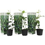Plant in a Box limeta - 3 kos - citrus aurantifolia - višina 25-40cm - ⌀9cm, (21757686) Cene