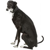 Trixie Ogrlica za Hrta koža XS-S 24-31cm/50mm crno siva | ePonuda.com