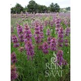  Limonska monarda - 1 pkt. | Shoptok.si