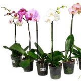Rasadnik Topalović phalaenopsis mix 12/55 1 grana Cene