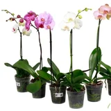 phalaenopsis mix 12/55 1 grana