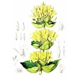 Lincura (Gentiana lutea), 100g