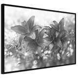  Poster - Dark Lillies 30x20 Cijene